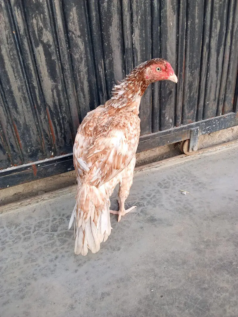 kuli dum wali madi khari taktii ma what's up nbr 03183396127 — photo 4