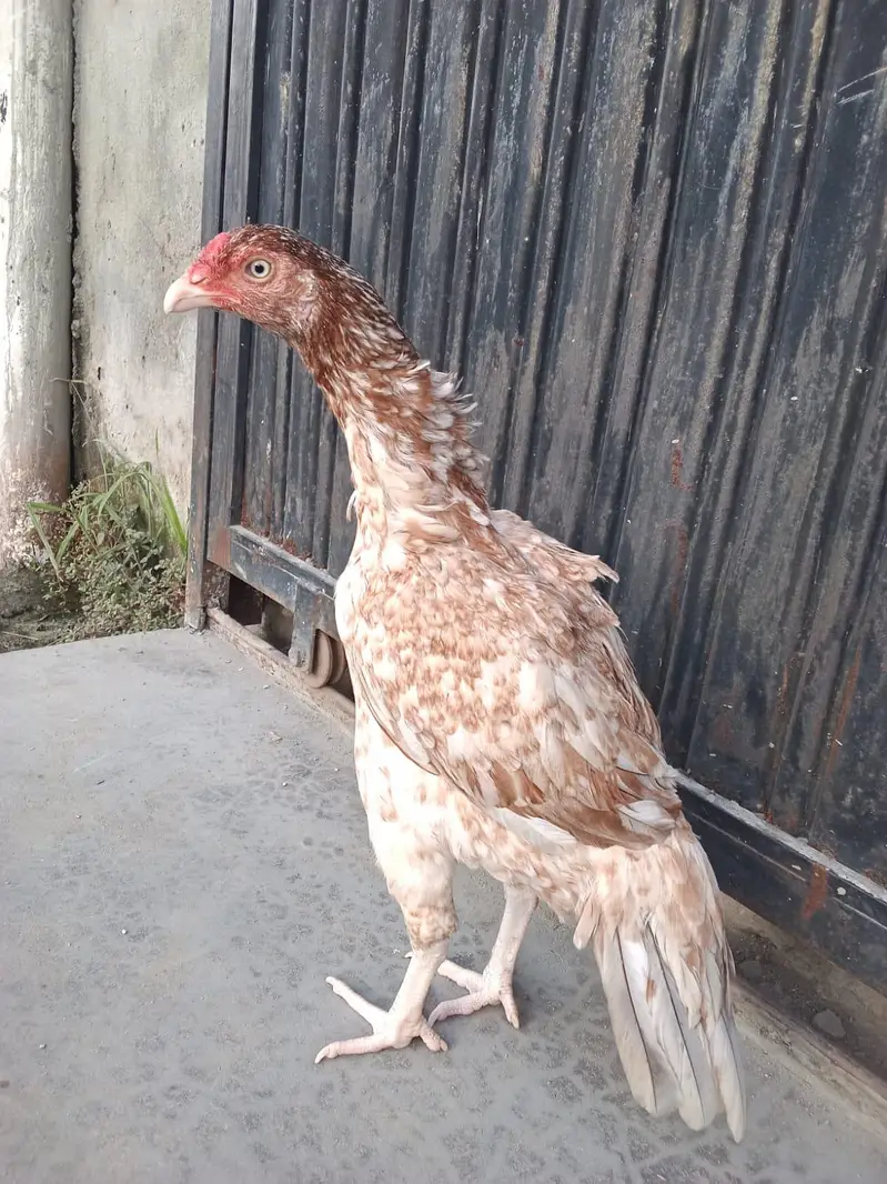 kuli dum wali madi khari taktii ma what's up nbr 03183396127 — photo 5