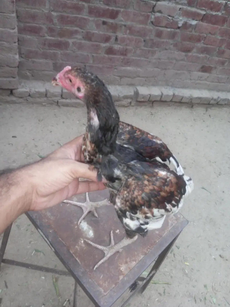 aseell morgy ki quality of life — photo 4