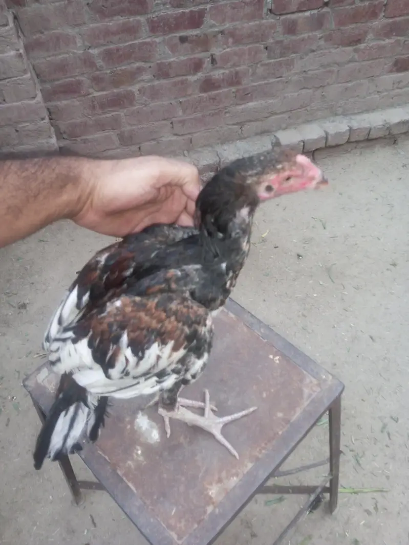 aseell morgy ki quality of life — photo 5