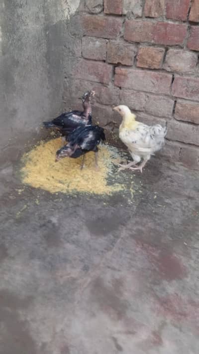 Aseel Thai chick fully active or buff chick for sale