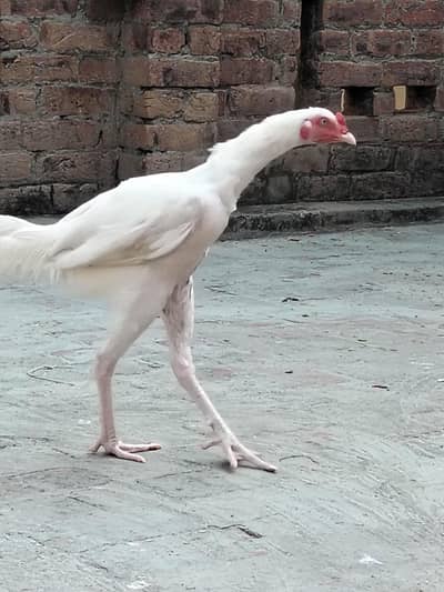 Assel Murgay available ha please description read kar ke message kary