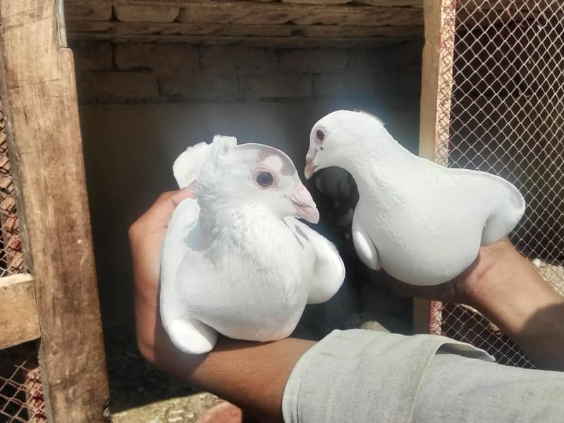 baba g 3