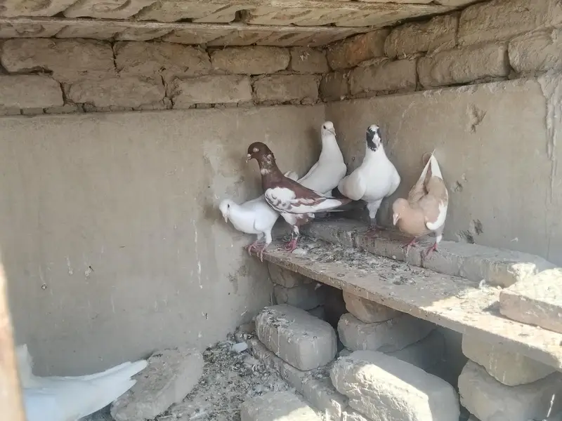 baba g — photo 5