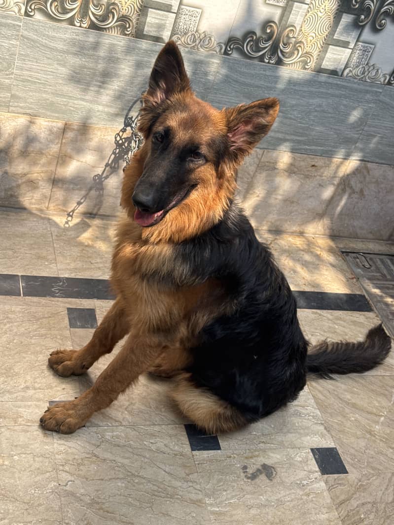 German Shepherd 2