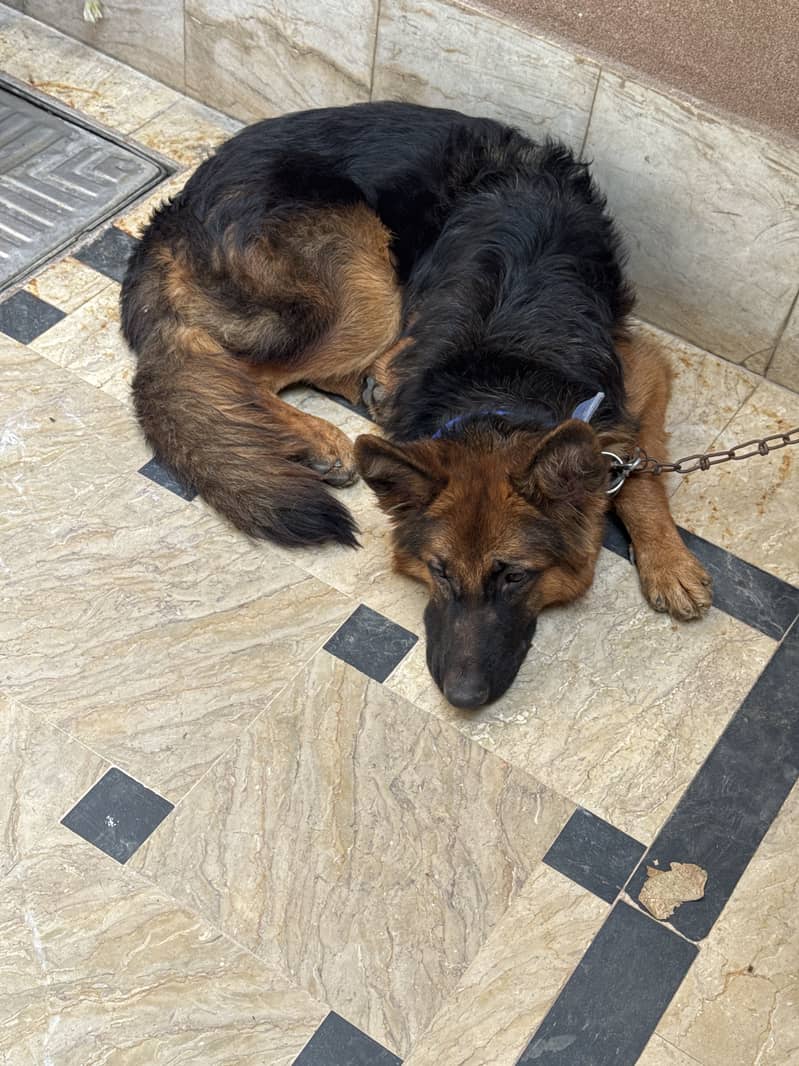 German Shepherd 3