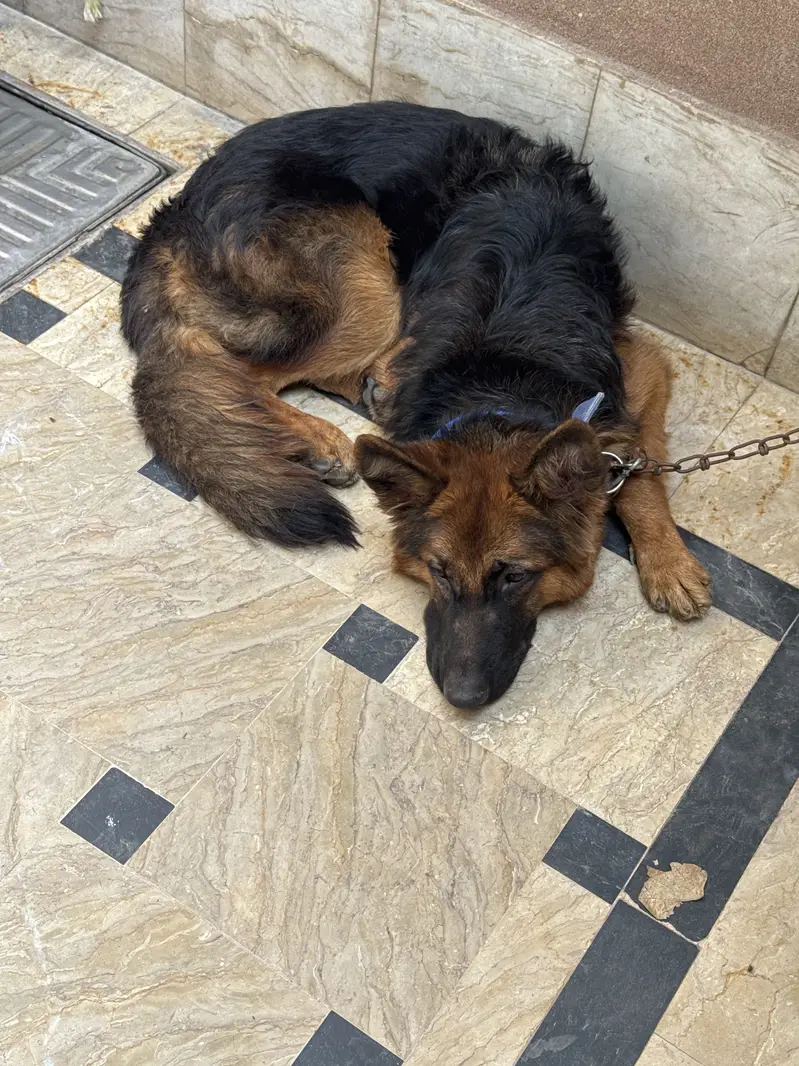 German Shepherd — photo 4