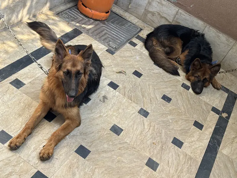 German Shepherd — photo 5