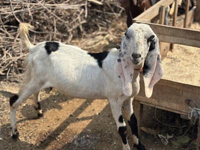 Bakra 10 month Age Cross Desi