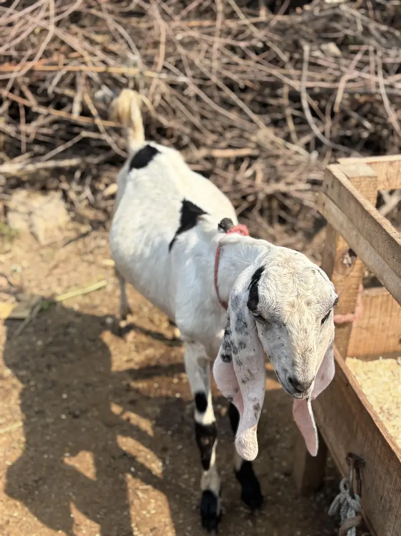 Bakra 10 month Age Cross Desi — photo 2