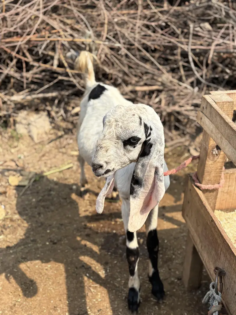 Bakra 10 month Age Cross Desi — photo 3