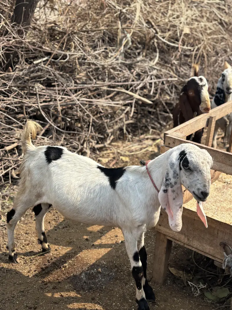 Bakra 10 month Age Cross Desi — photo 4