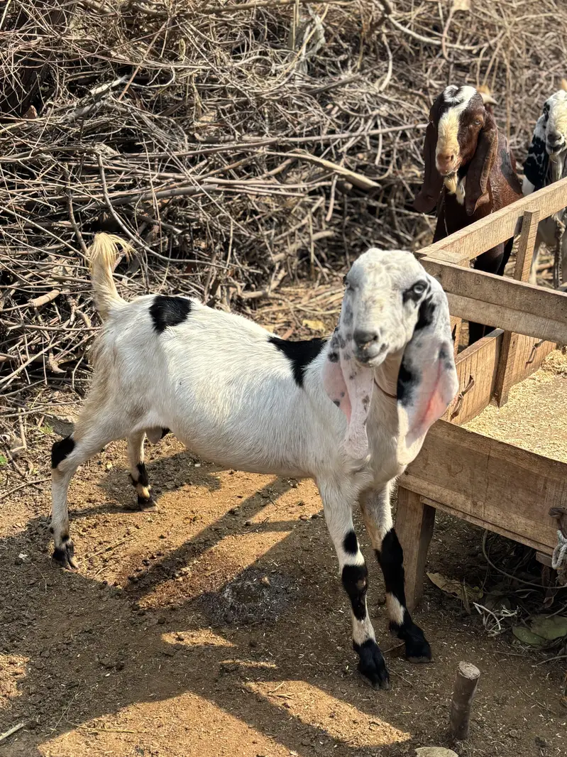 Bakra 10 month Age Cross Desi — photo 5