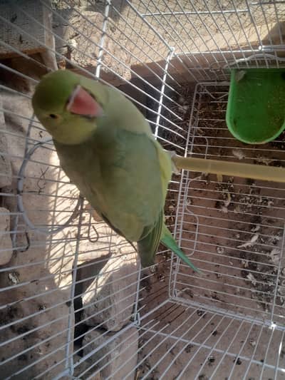Nice parrot
