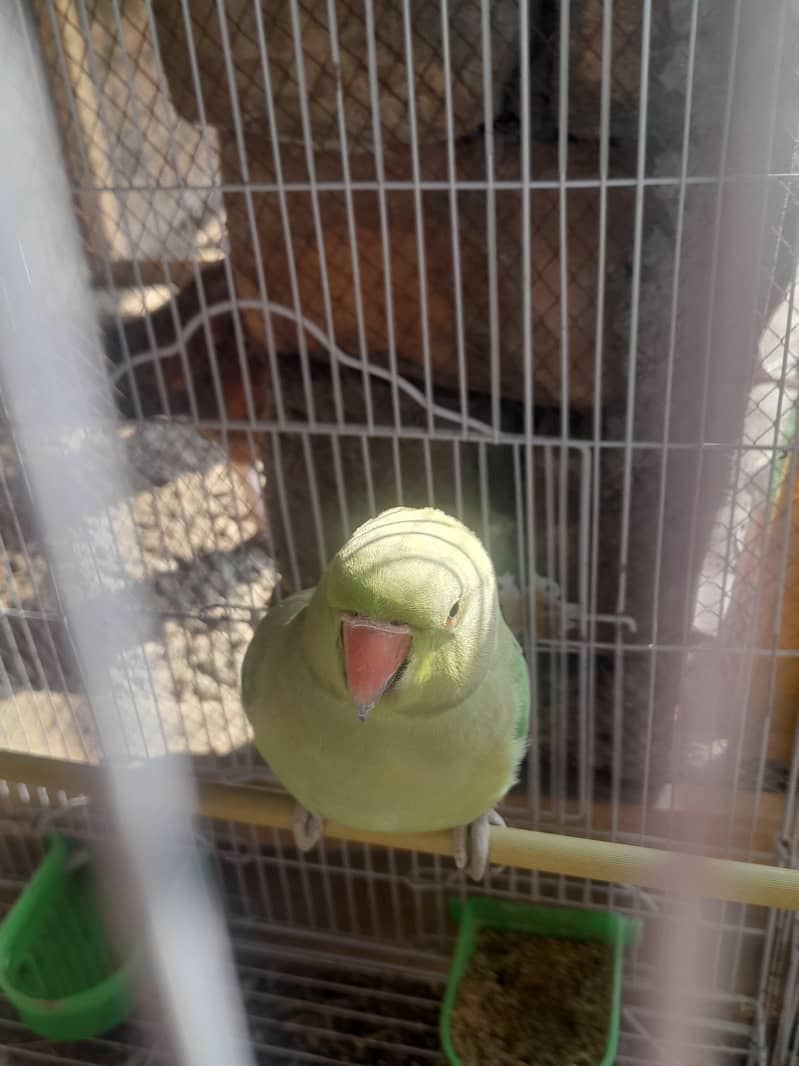 Nice parrot 1