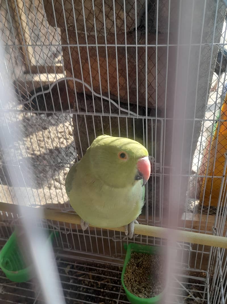 Nice parrot 2