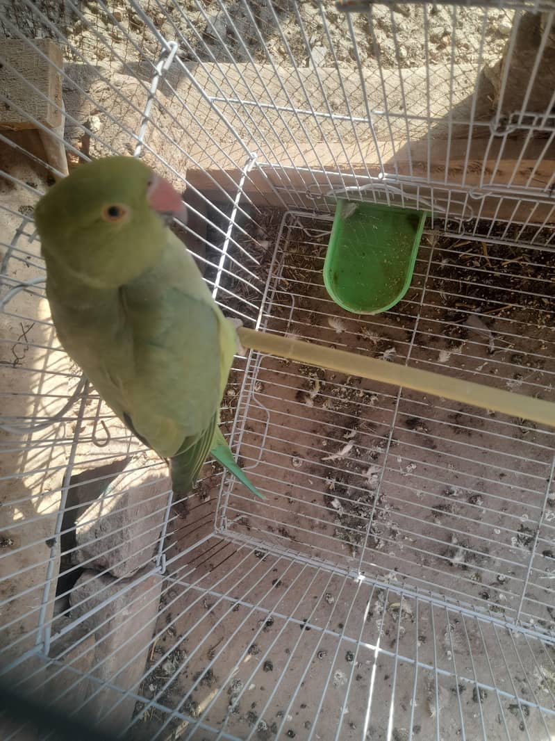 Nice parrot 3