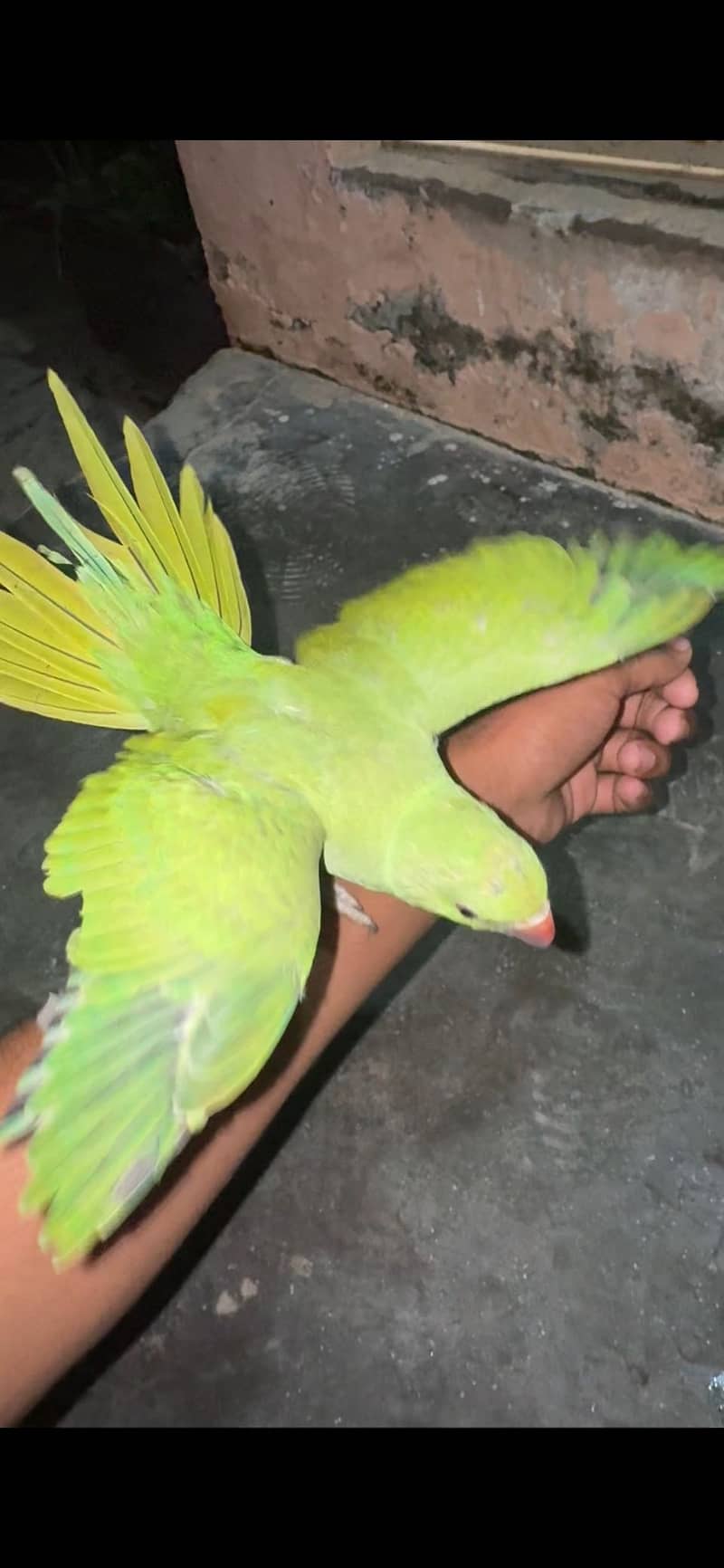 Green parrot  0