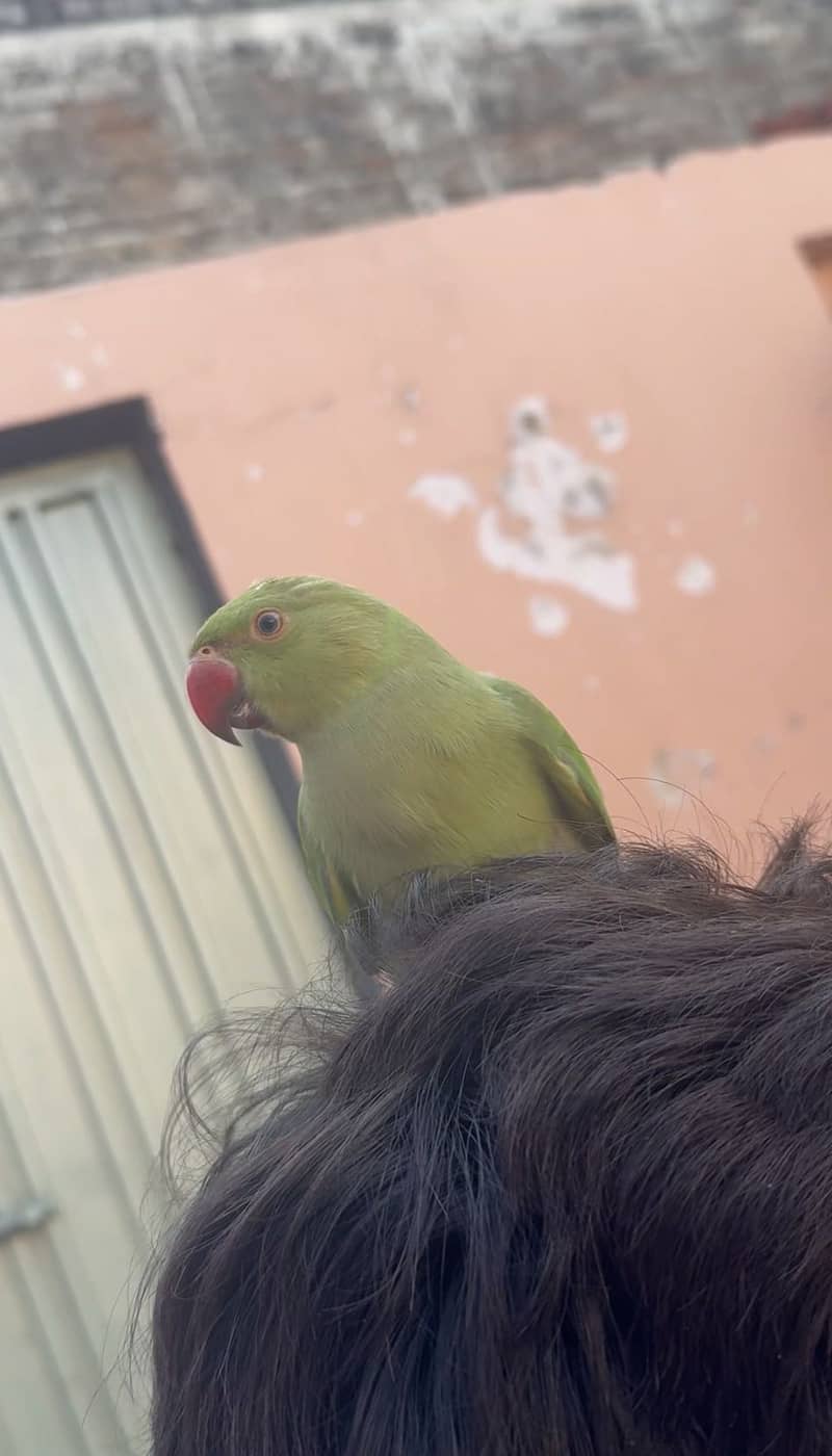 Green parrot  1