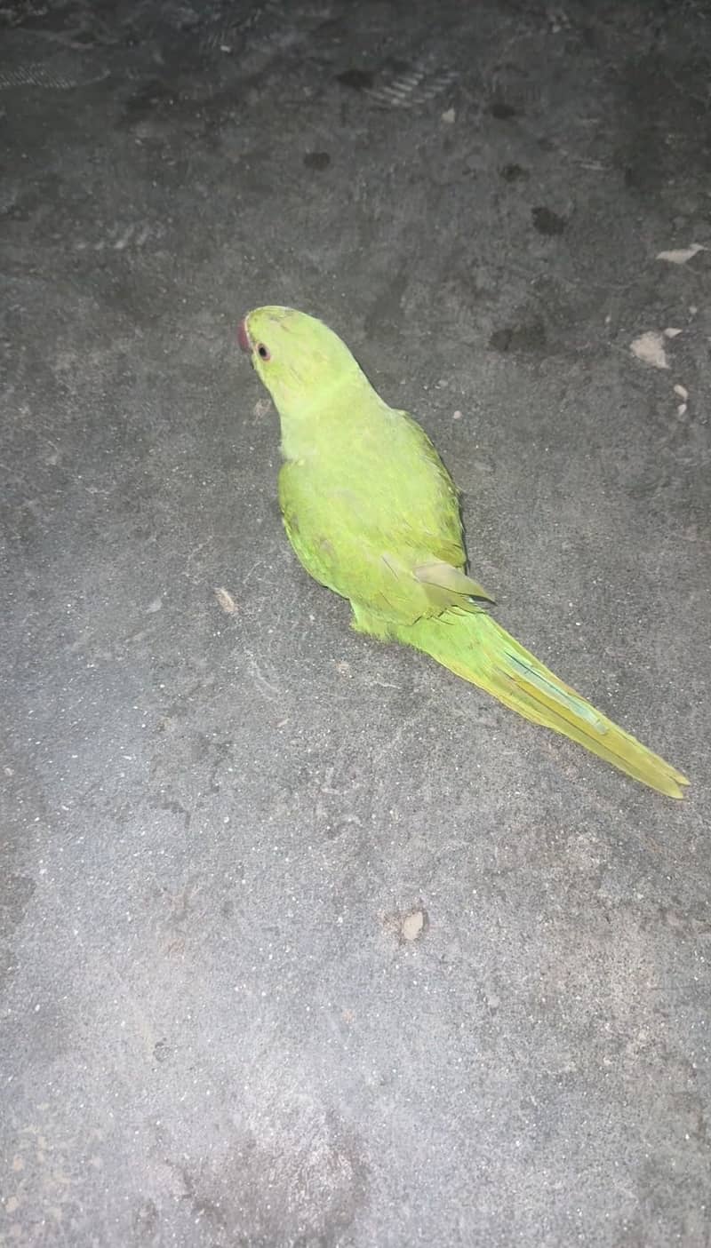 Green parrot  2