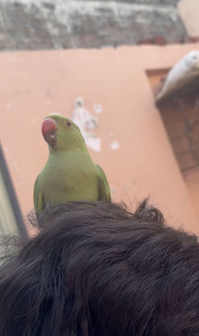 Green parrot  3