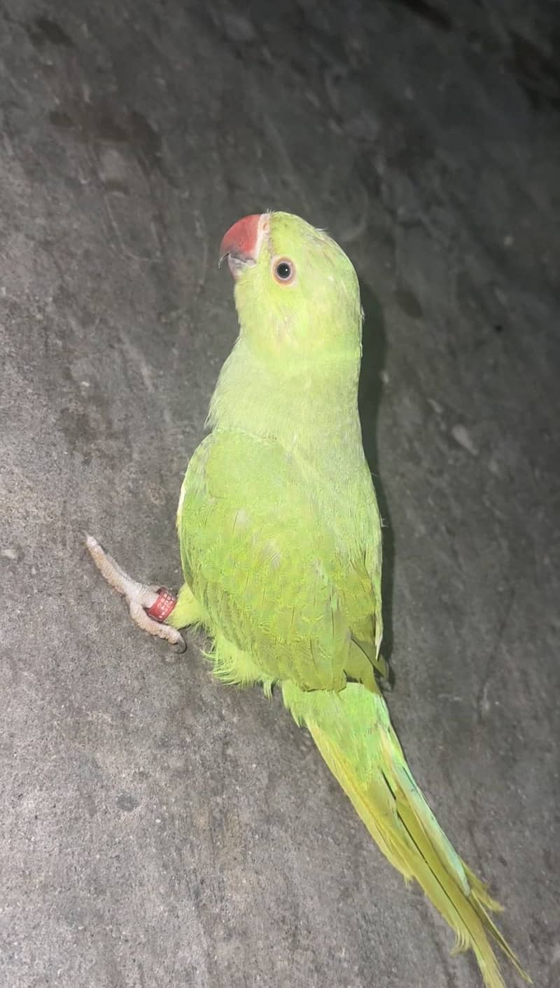 Green parrot  4