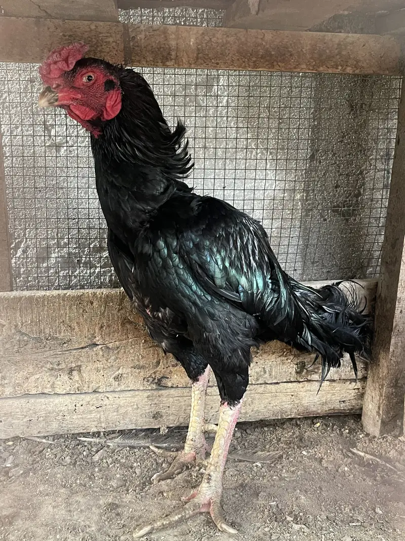 Lasani murga — photo 5