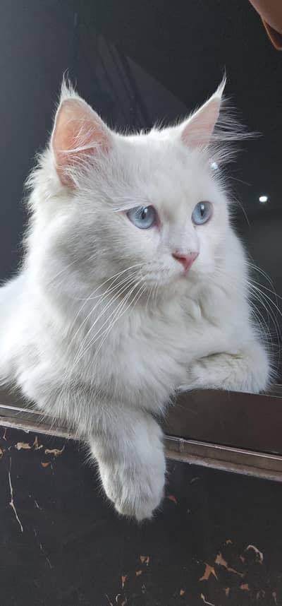 who can care my cats i can give him otherwise don't text me