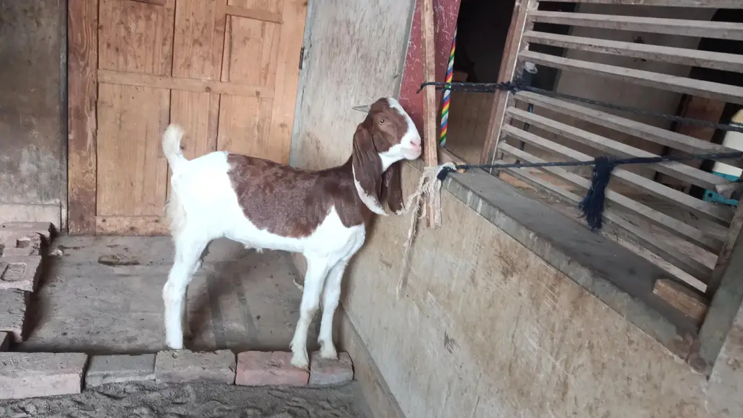 head to tail full gulabi female MashAllah buhut pyari ha khanay penay — photo 2