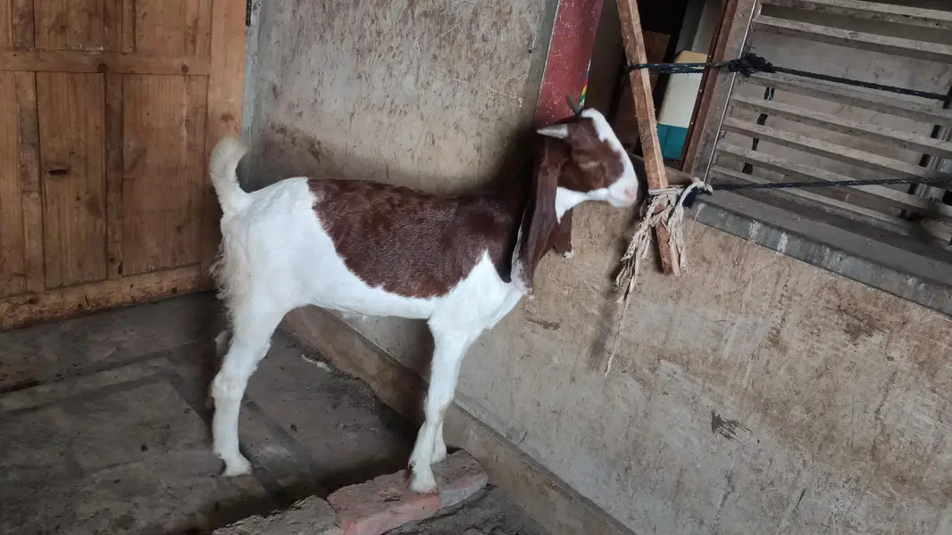 head to tail full gulabi female MashAllah buhut pyari ha khanay penay — photo 3
