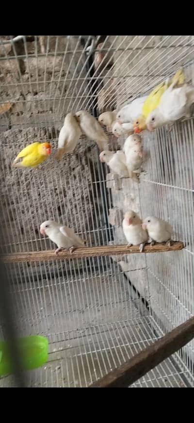 lovebirds breeder pairs available 3000