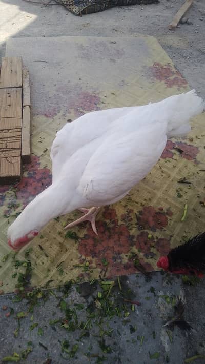 Aseel Hera white
