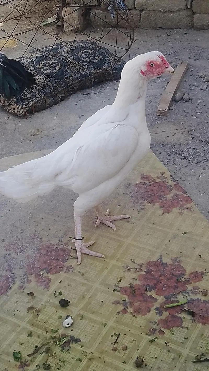 Aseel Hera white — photo 2