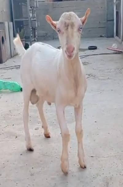 teddy male pink nose white eyes
