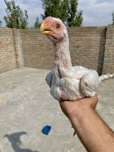 Indian parrot beak female for sale top quality
