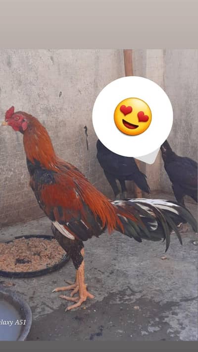 Turkish hinte