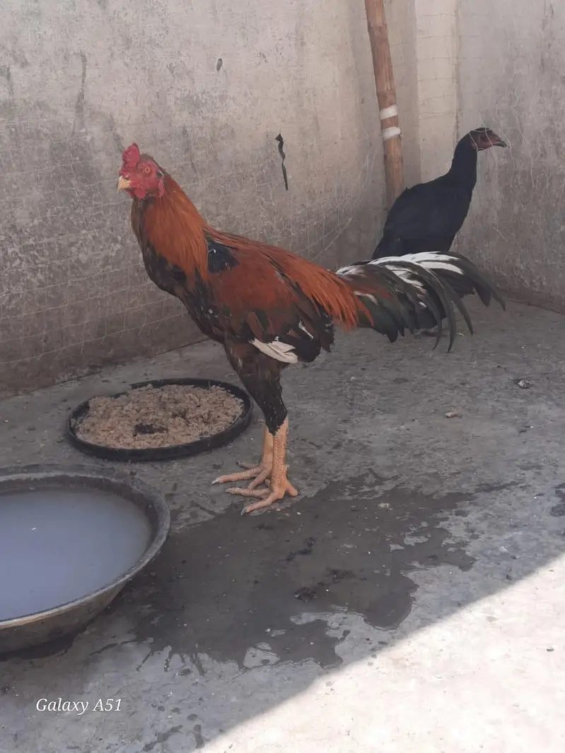 Turkish hinte — photo 2