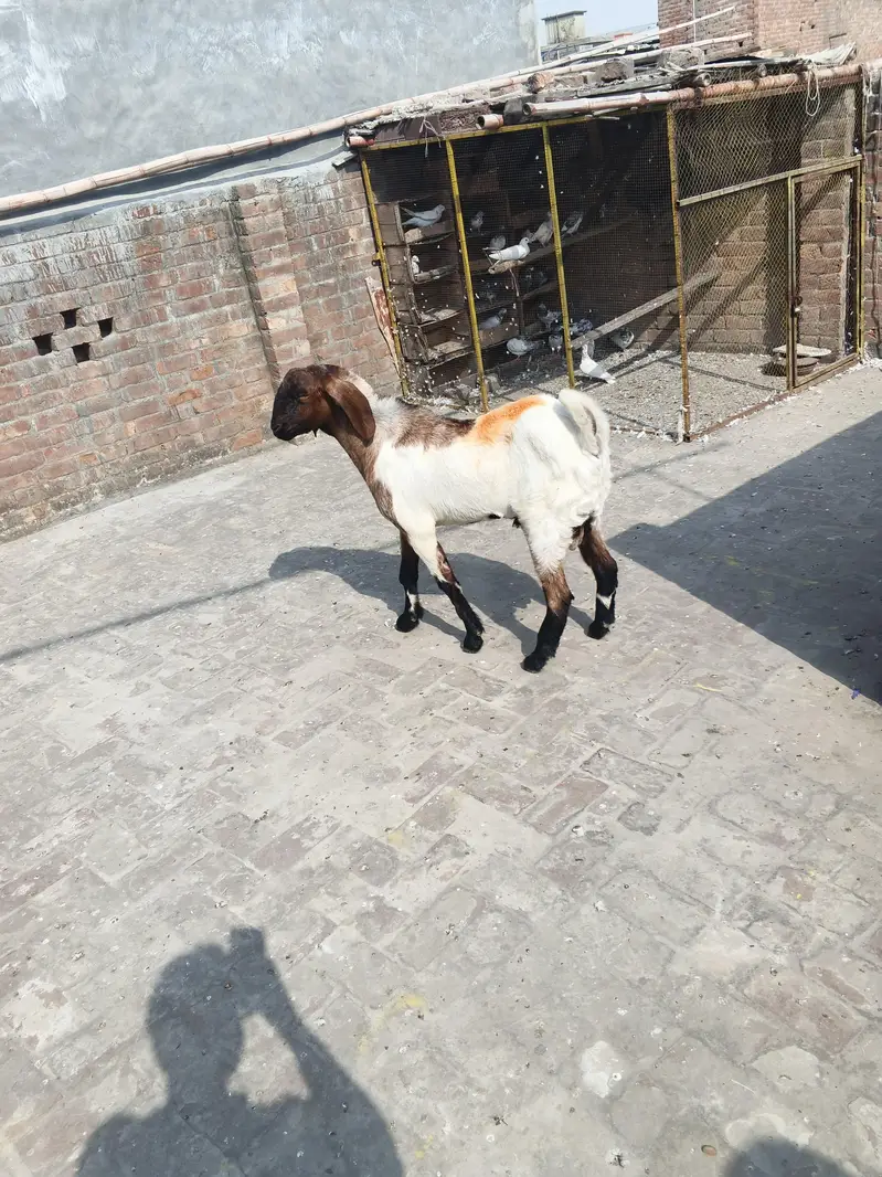 Bakra for sale — photo 2