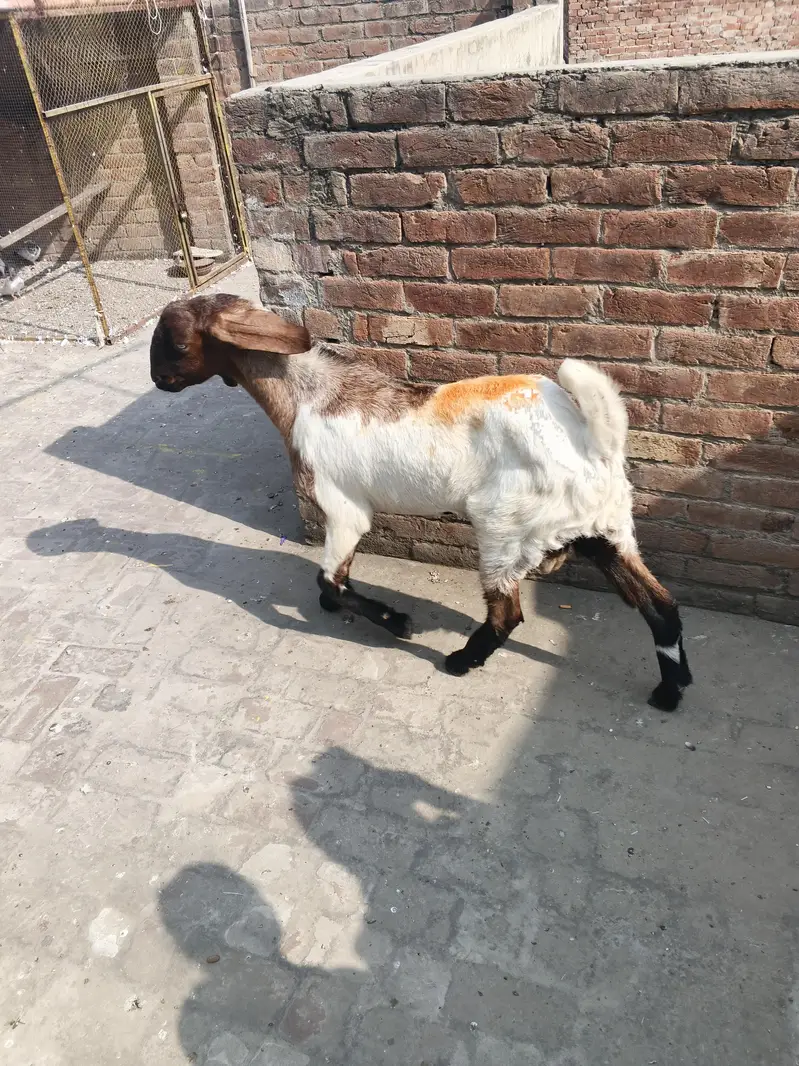 Bakra for sale — photo 3