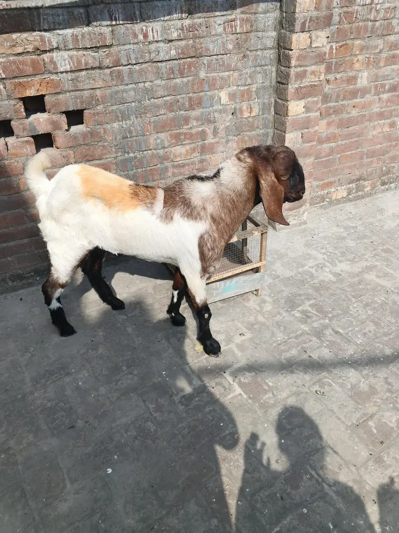 Bakra for sale — photo 4