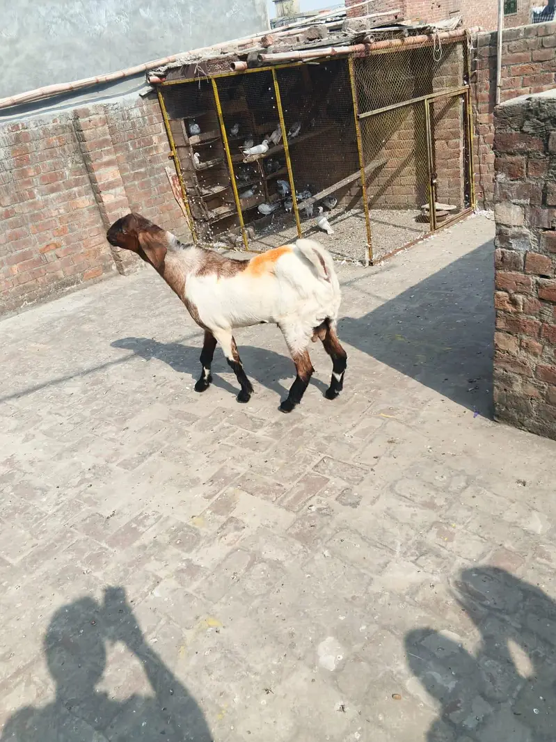 Bakra for sale — photo 5
