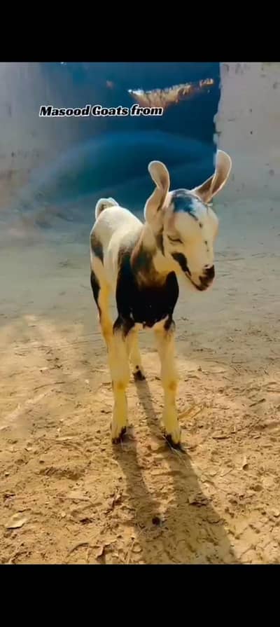 4 bakria for sale