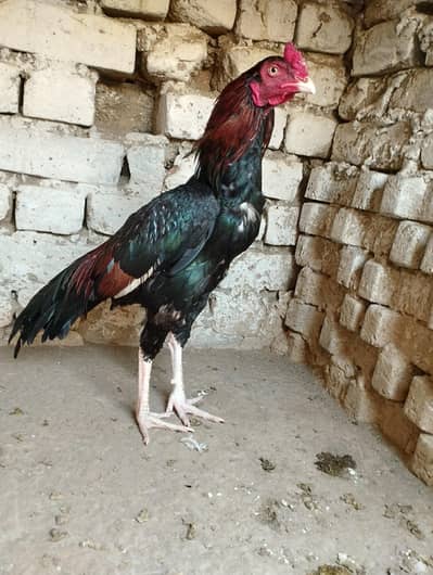 for sale Asceel patha
