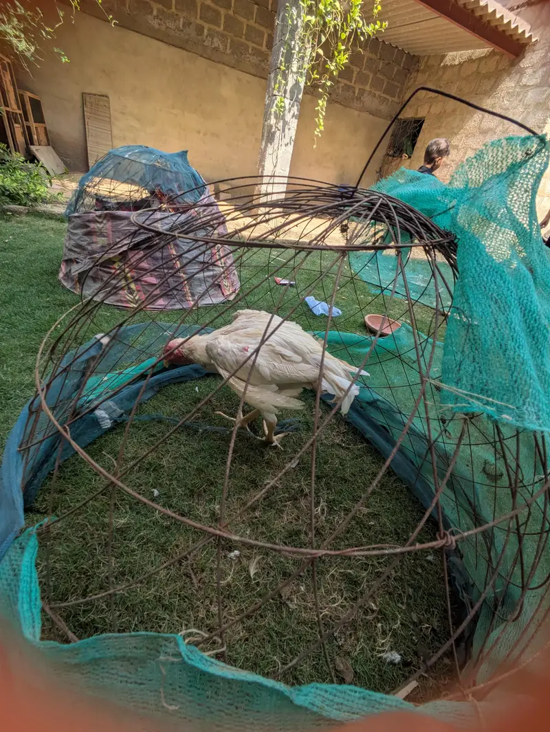 Heera aseal — photo 3