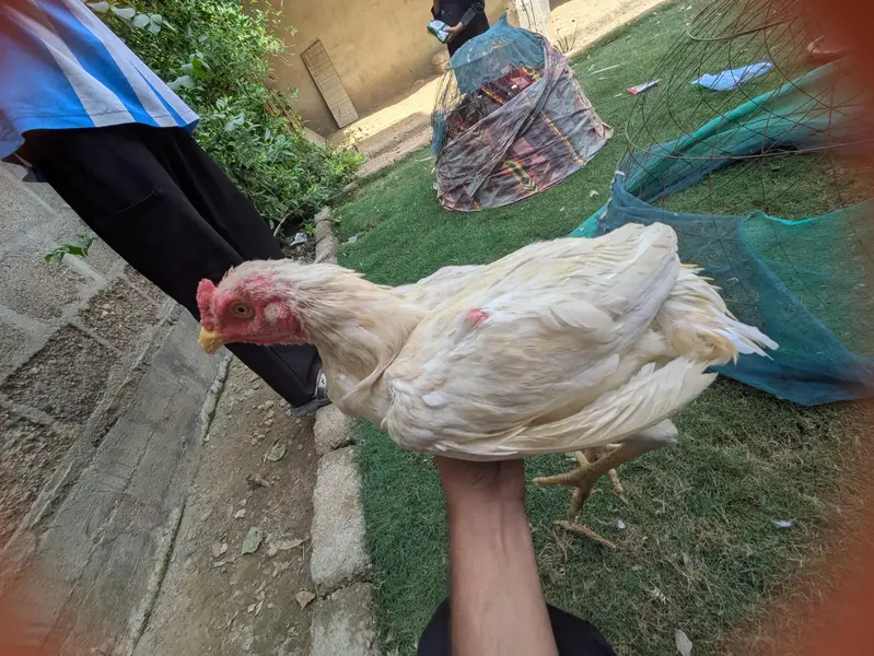 Heera aseal — photo 4