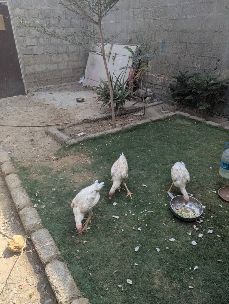 Heera aseal 4