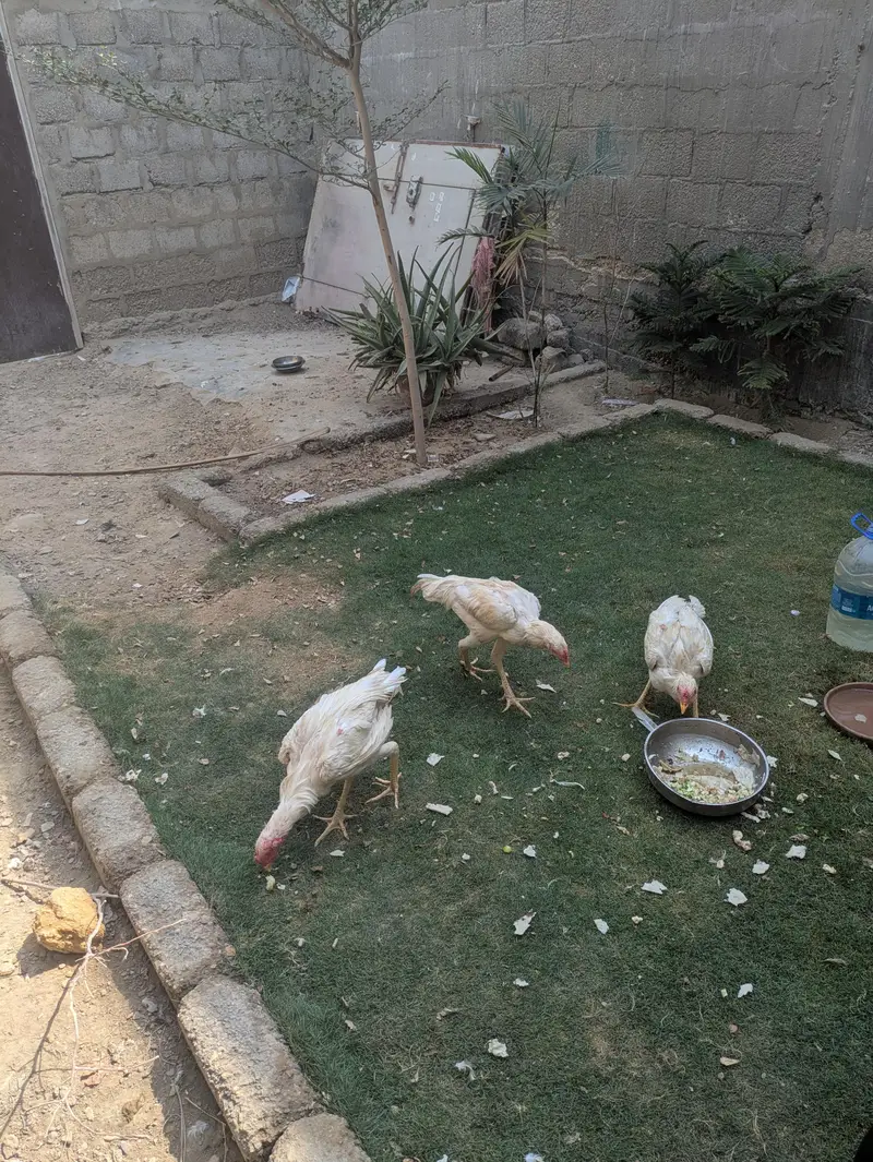 Heera aseal — photo 6