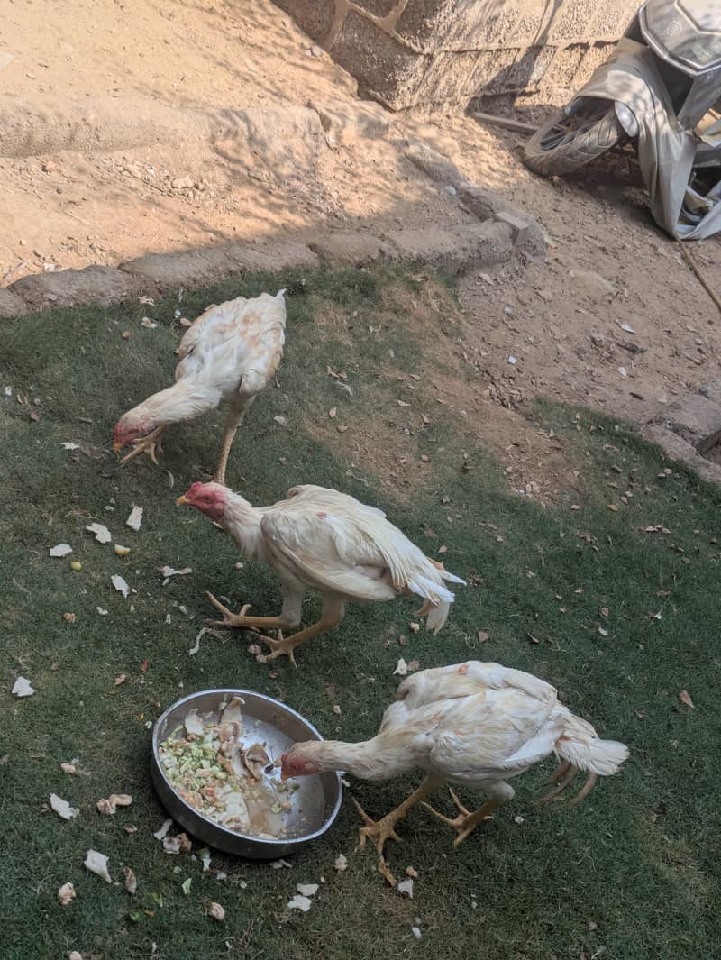 Heera aseal 6