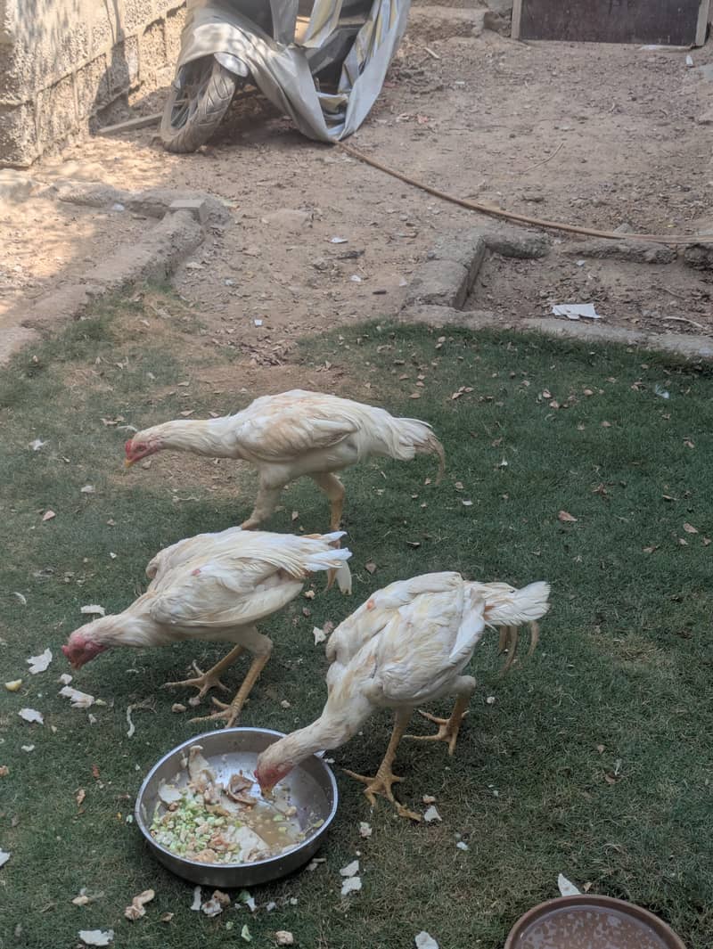Heera aseal 7
