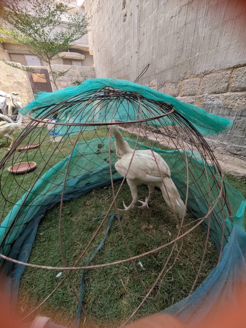 Heera aseal 8